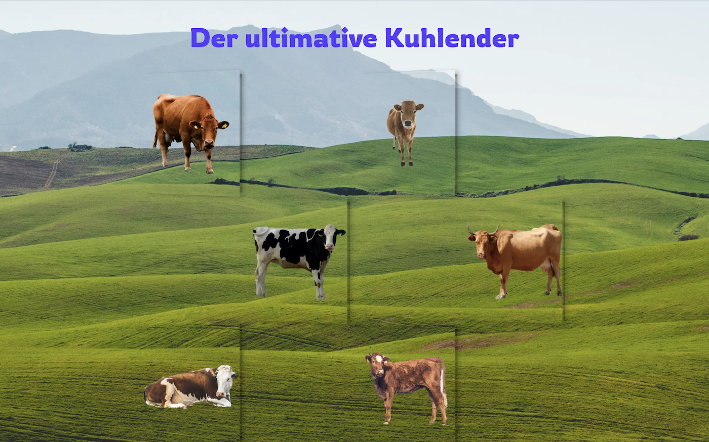 Advent calendar featuring cows in a meadow
